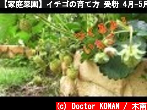 【家庭菜園】イチゴの育て方 受粉 4月-5月 [Home gardening] Grow your own Strawberries at Home.  April pollination  (c) Doctor KONAN / 木南